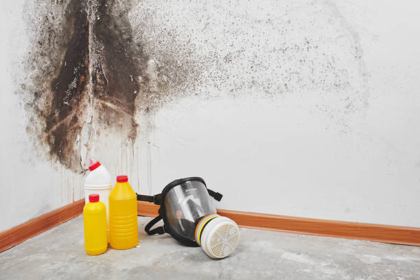 Best Residential Mold Remediation in Bartonvle, IL