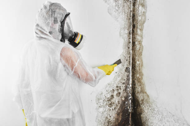 Best Black Mold Remediation in Bartonvle, IL