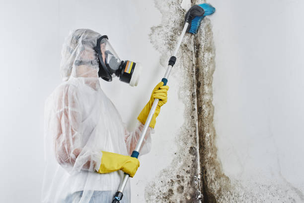Professional Mold Remediation in Bartonville, IL