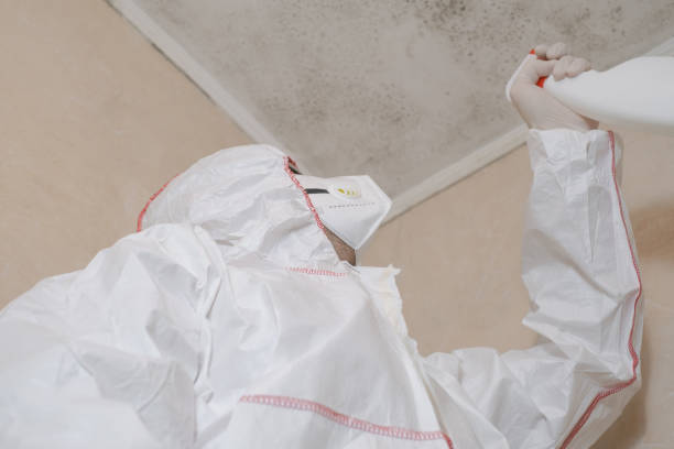 Best Post-Flood Mold Remediation in Bartonvle, IL