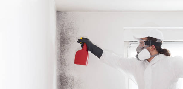 Best Crawl Space Mold Remediation in Bartonvle, IL
