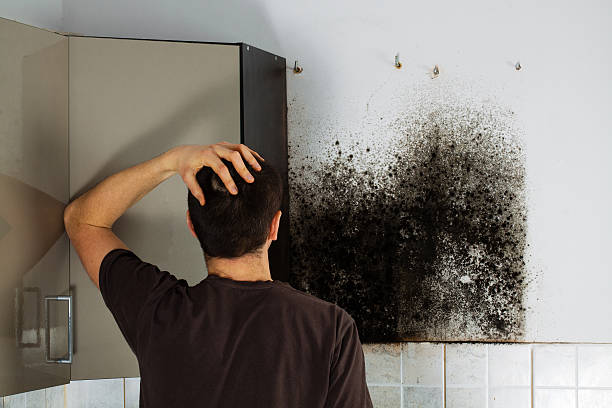 Best White Mold Remediation in Bartonvle, IL