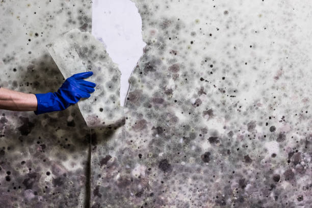 Best Residential Mold Remediation in Bartonvle, IL